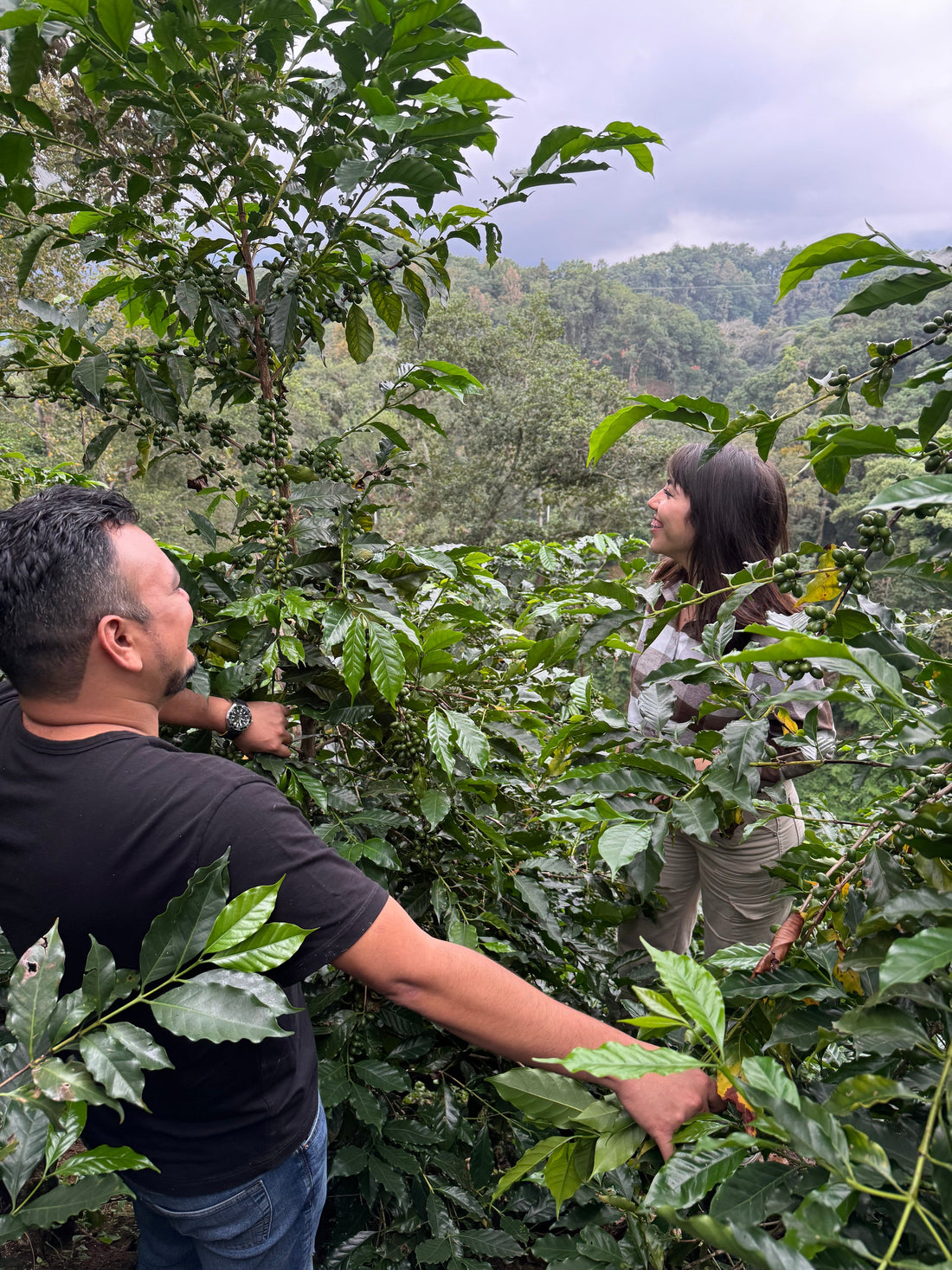 Mundo Maya: Un café que nos conecta con nuestras raíces